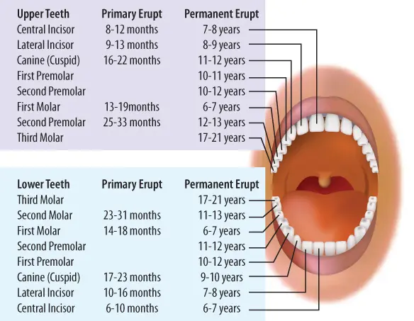 primary teeth graphic for pediatric dentistry